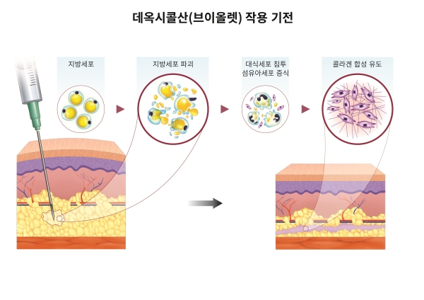 ▲ 데옥시콜산 작용기전